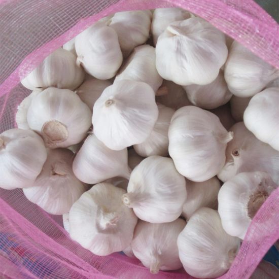 White Garlic For Sale 